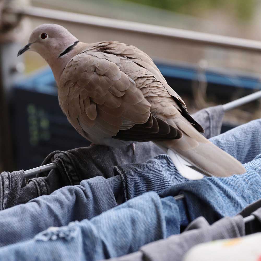 نحوه پاک کردن مدفوع پرنده از لباس
